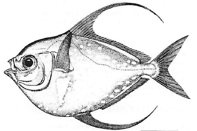 Lampris guttatus_01.jpg